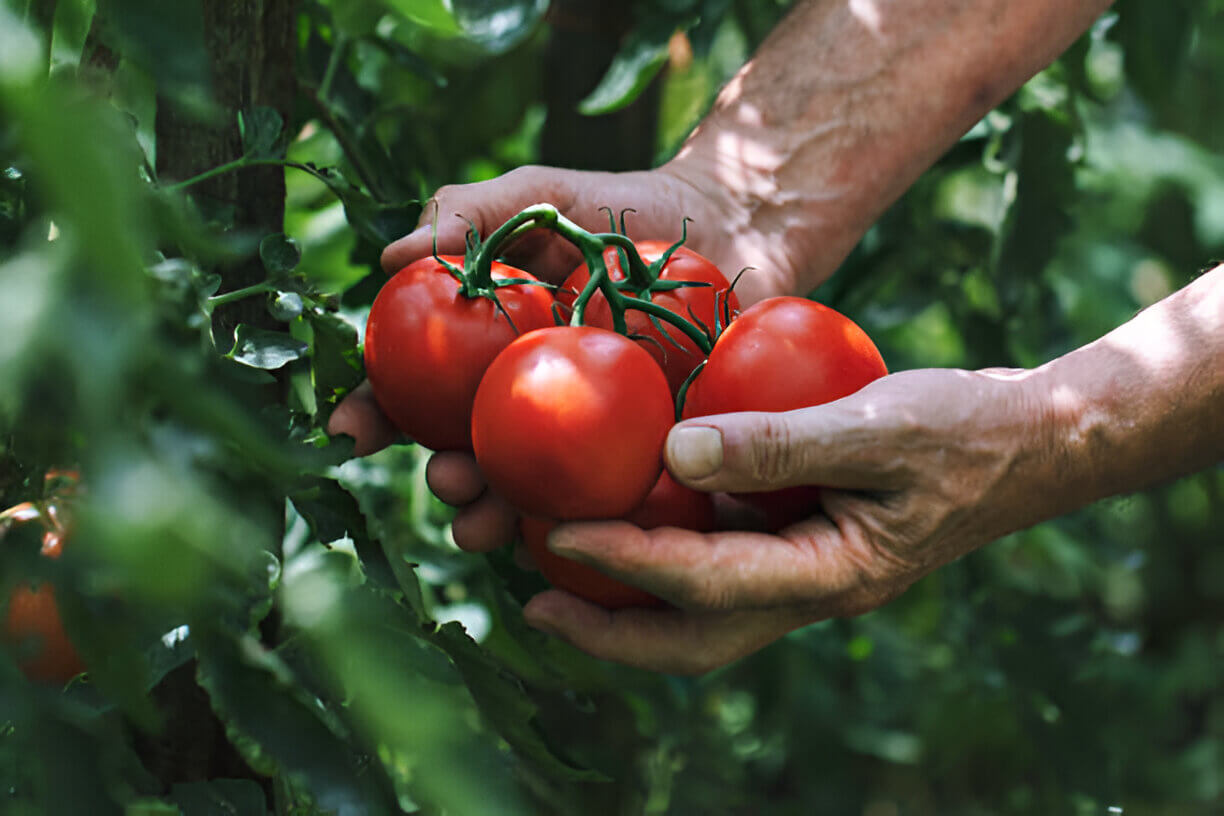 tomatoes